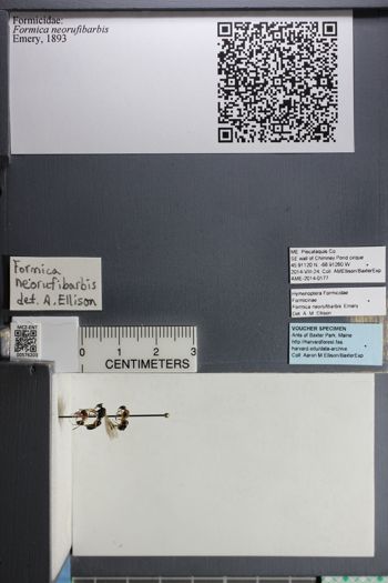 Media type: image;   Entomology 576203